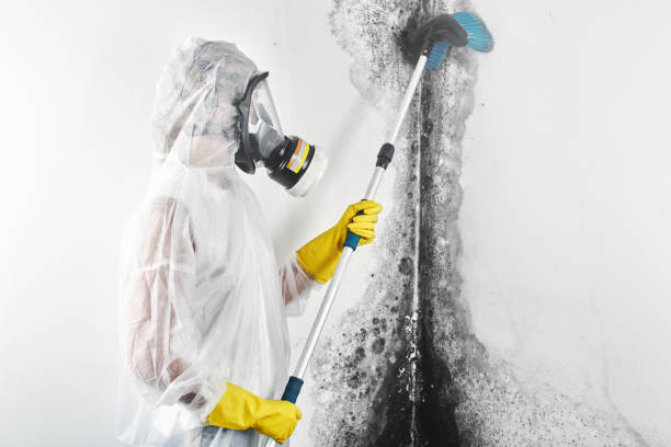 Best Dehumidification Services  in Listoga, CA