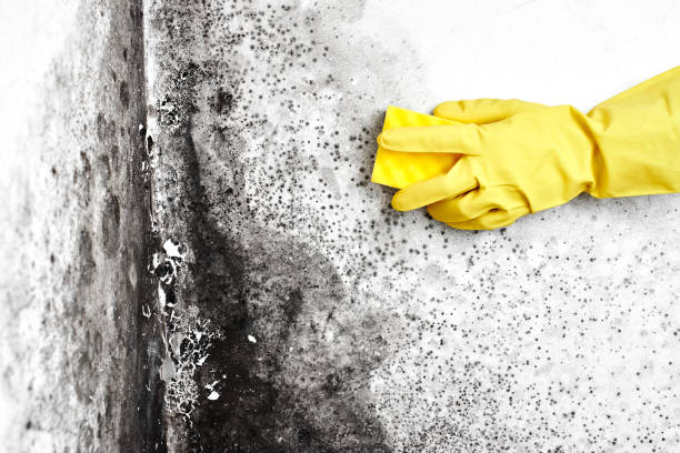 Best Mold Odor Removal Services  in Listoga, CA