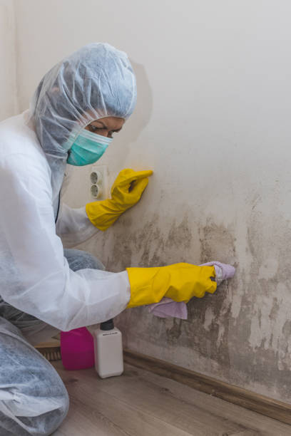 Best Black Mold Removal  in Listoga, CA