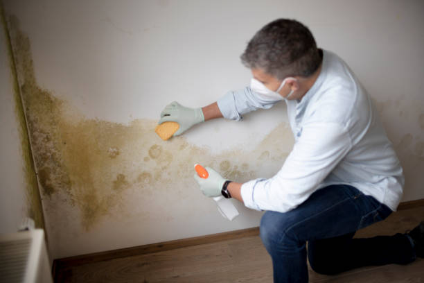 Mold Remediation for Vacation Homes in Calistoga, CA