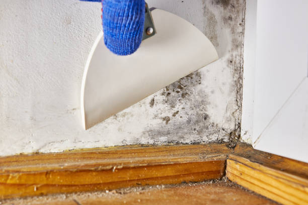 Best Water Damage & Mold Remediation  in Listoga, CA