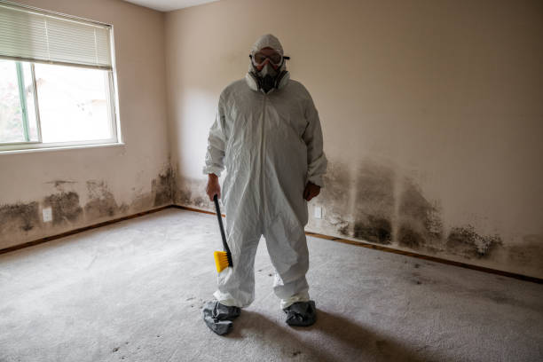 Calistoga, CA Mold Removal Company